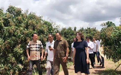 深耕中柬农业合作 赋能乡村业兴民富——柬埔寨政府高级大臣李突考察金果源柬埔寨龙眼种植基地