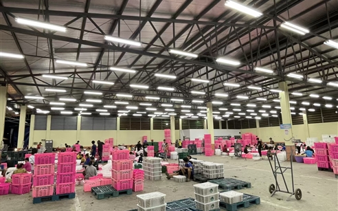 装箱模式改革落地，筑牢果品品质关口 —— 金果源泰国工厂推进生产标准化升级